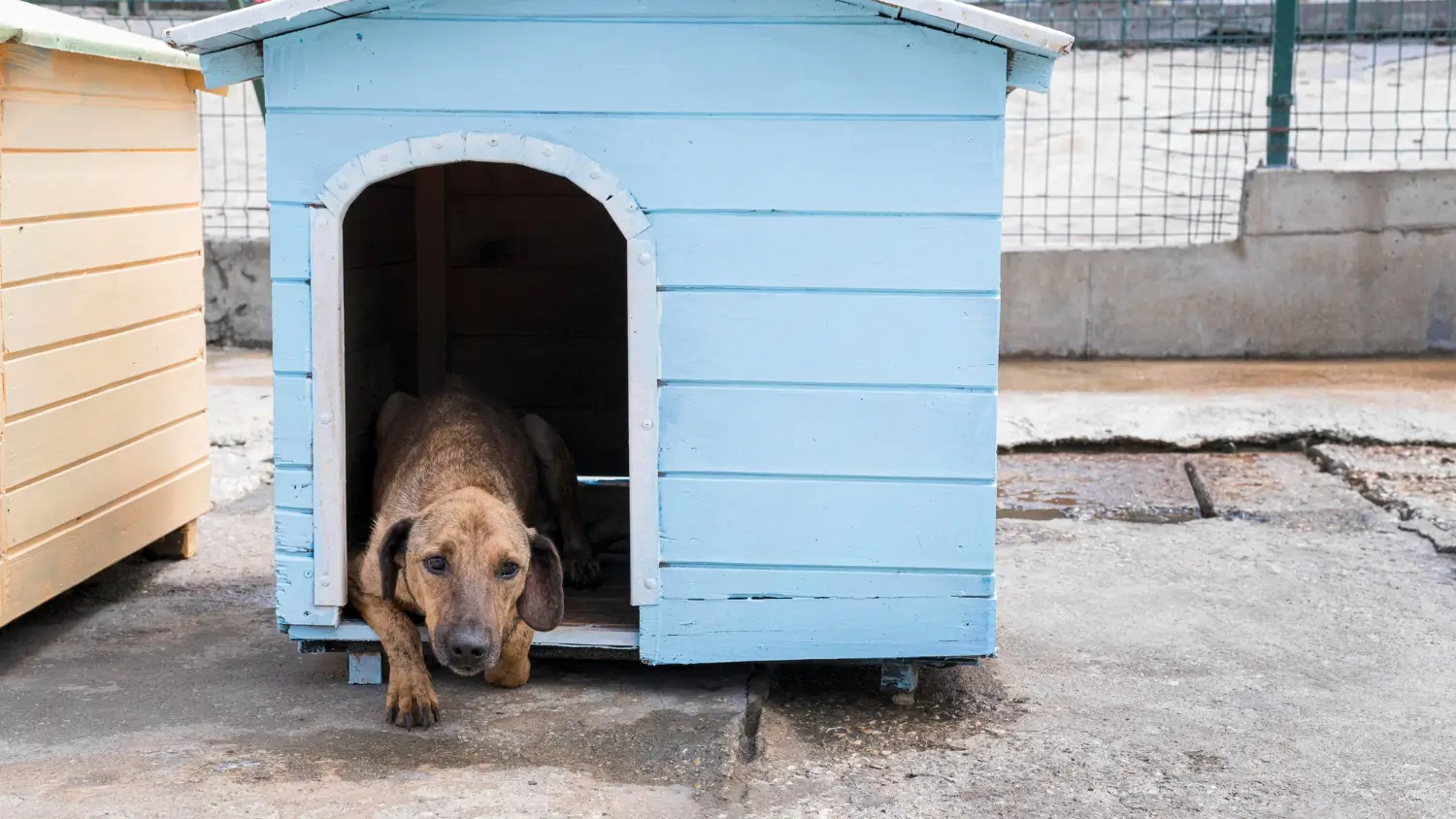 Comment construire une niche pour chien gratuit ?