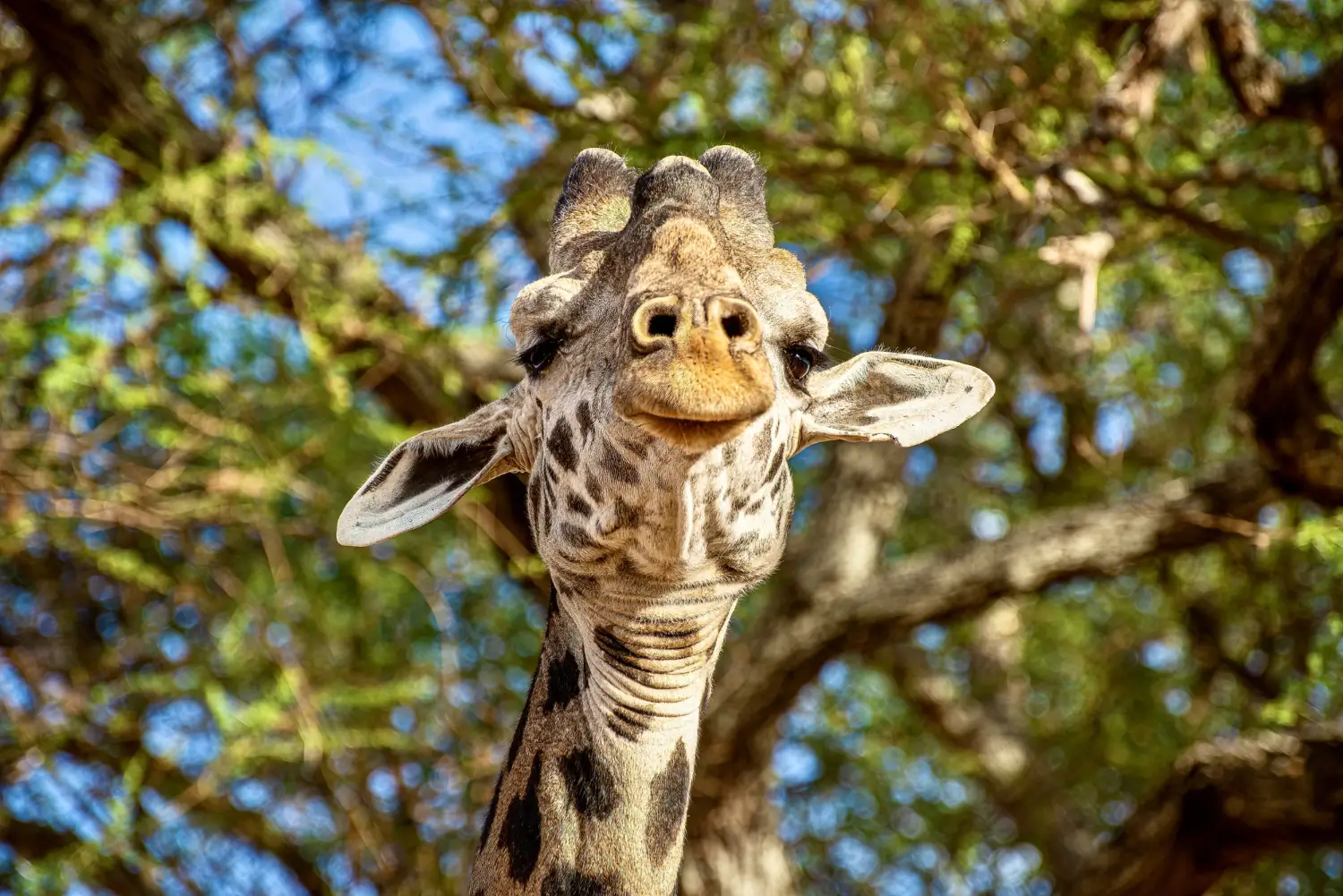 Comment dorment les girafes ?