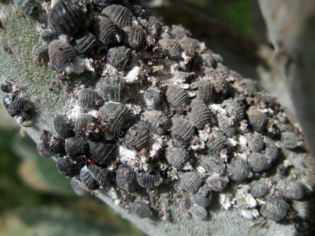 Comment traiter les cochenilles ?