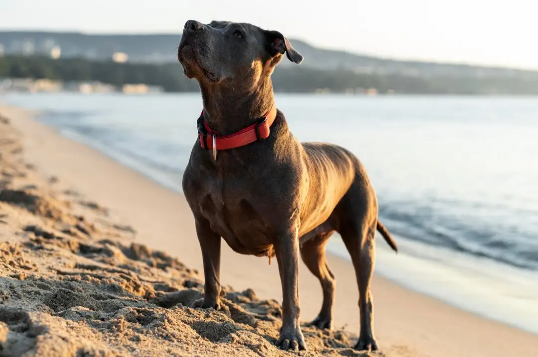 Staffie : comment préparer l’arrivée de votre chien ?